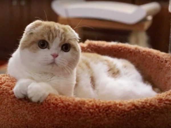 Котката Вафличка