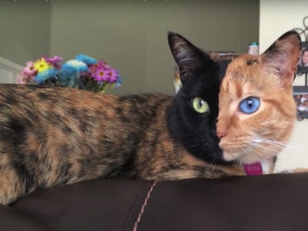 Котката с две лица Винъс