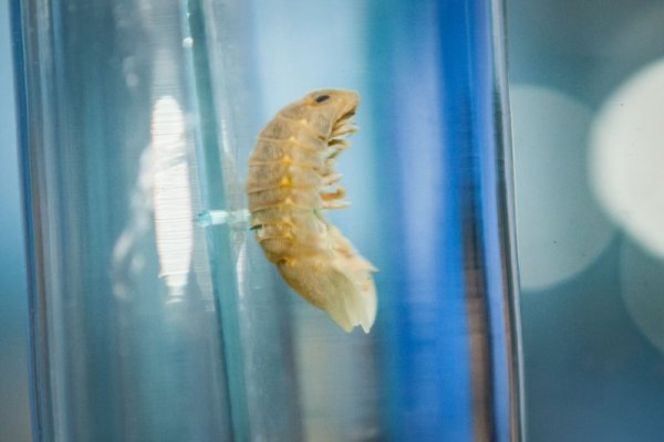 Снимка: Димитър Кьосемарлиев, Dnes.bg