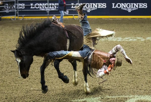 Каубой пада от кон по време на родео в Торонто, Канада. Снимка: БТА