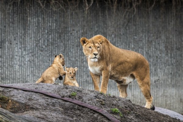 Малки лъвчета си играят около своята майка в зоологическата градина в Копенхаген, Дания. Снимка: БТА
&nbsp;