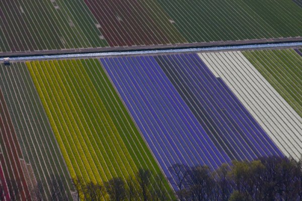 Гледка от въздуха над поле с цветя край Амстердам, Холандия. Снимка: БТА