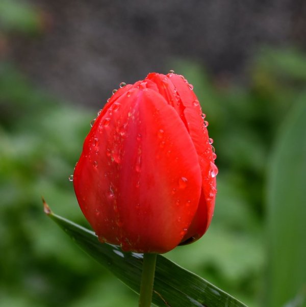 Пролетна красота в Лудогорието. Снимка: БТА