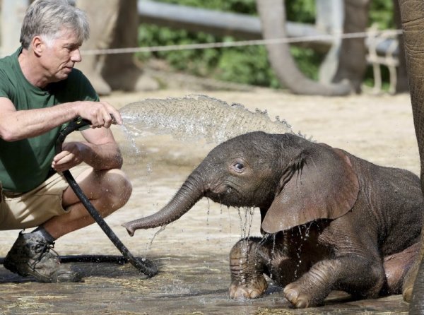 Служител в зоологическата градина в германския град Вупертал разхлажда малко слонче. Снимка: БТА