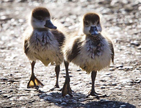 Малки гъски се разхождат на спокойствие по поречието на река Майн край Франкфурт. Снимка: БТА
&nbsp;