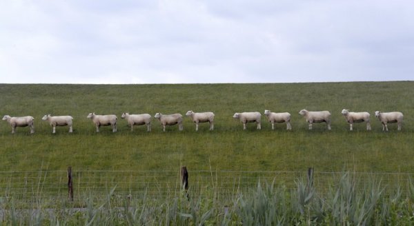 Овце са се наредили една след друга по интересен начин на пасище край германско село. Снимка: БТА
&nbsp;
