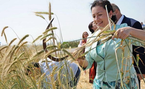 Mинистърът на земеделието Десислава Танева участва в тържествено откриване на кампанията по жътва на ръжта, в рамките на проект "Хляб на мира". Събитието се проведе в землището на Бяла Слатина. Снимка: Булфото