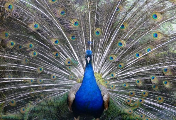 В Природонаучния музей в Пловдив бе честван Европейския ден на птиците. Снимка: БТА