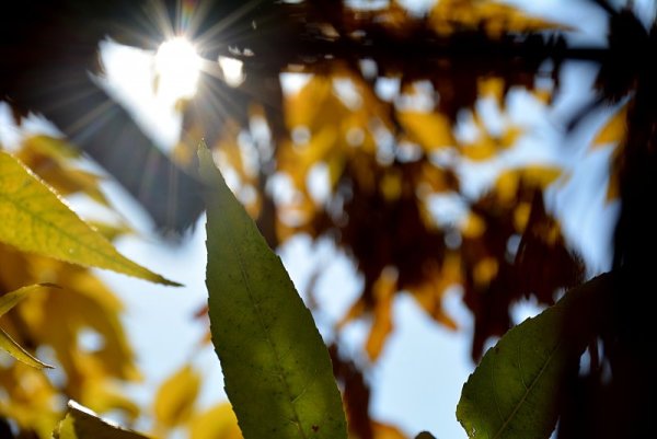 Красива есен с пъстрите си цветове край Враца. Снимка: БТА