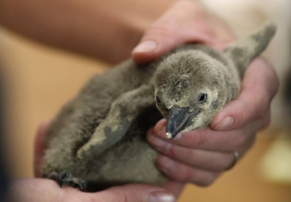 Ветеринар носи в ръцете си малък пингвин в зоологическата градина в Прага. Снимка: БТА