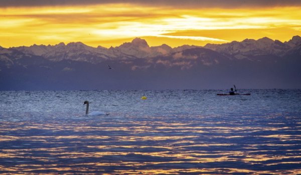 Лебеди плуват в Боденското езеро в Германия в хладната ноемврийска утрин. Снимка: БТА