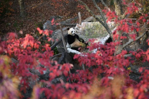 Пандата Бей Бей похапва клонки от бамбук в зоологическата градина във Вашингтон, САЩ. Снимка: БТА