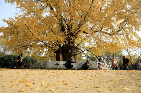 Хора си правят снимка край дърво Гинко Билоба в китайския град Шанхай. Снимка: БТА