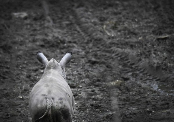 Малък бял носорог с името Ролф се разхожда спокойно в зоологическата градина в град Арнем Нидерландия. Снимка: БГНЕС