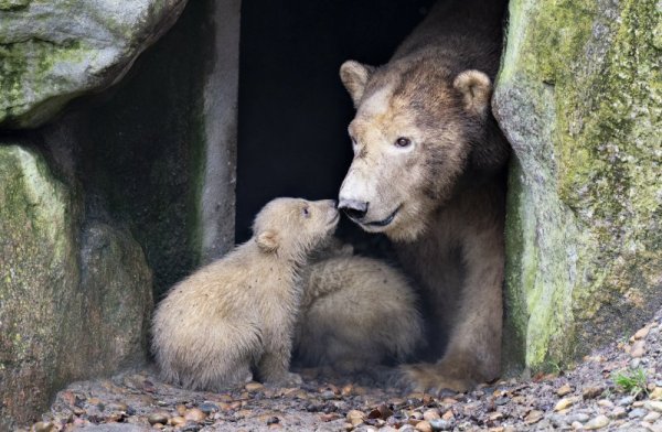 Две малки полярни мечета играят около своята майка Малик в зоологическата градина в Олбор, Дания. Снимка: БГНЕС