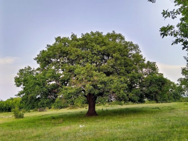 Още пролетни красоти от Родопите. Снимка: Павел Гълъбов, Dnes.bg