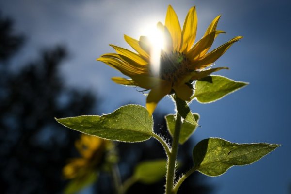 Слънчоглед под жежкото лятно слънце в поле в Германия. Снимка: БГНЕС