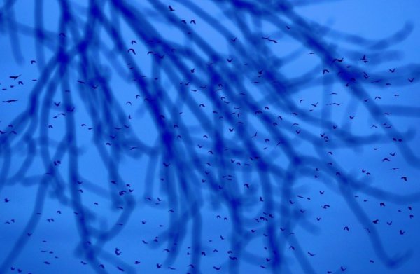 Птици прелитат в ранното утро над парк в румънската столица Букурещ. Снимка: БГНЕС