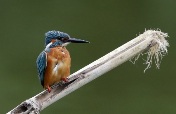 Птица стои върху бамбуков клон в градина в Мианмар. Снимка: БГНЕС
&nbsp;