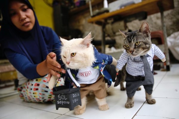 Индонезийски шивач показва тоалетите си специално за котки в своя магазин в град Богор. Снимка: БГНЕС