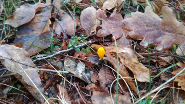 Макар да сме в началото на зимата, първите пролетни цветя плахо се показват в Стара Планина. Снимка: Теодора Тарева