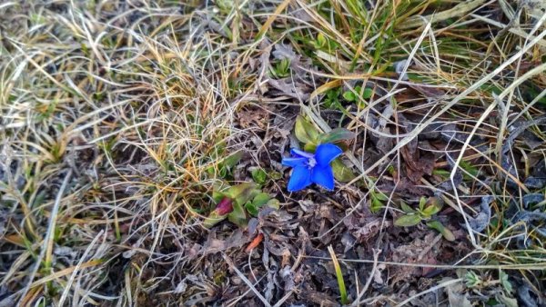 Още пролетни предвестници от зимния Балкан. Снимка: Теодора Тарева