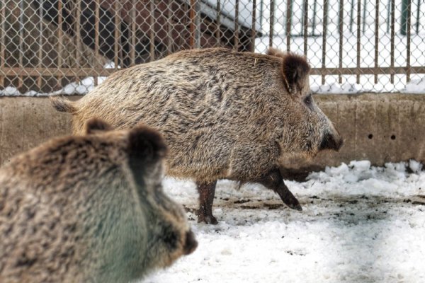 Снимка: Димитър Кьосемарлиев, Dnes.bg