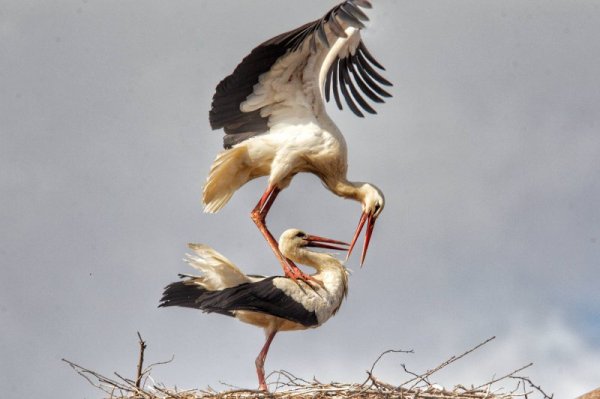 Снимка: Димитър Кьосемарлиев, Dnes.bg