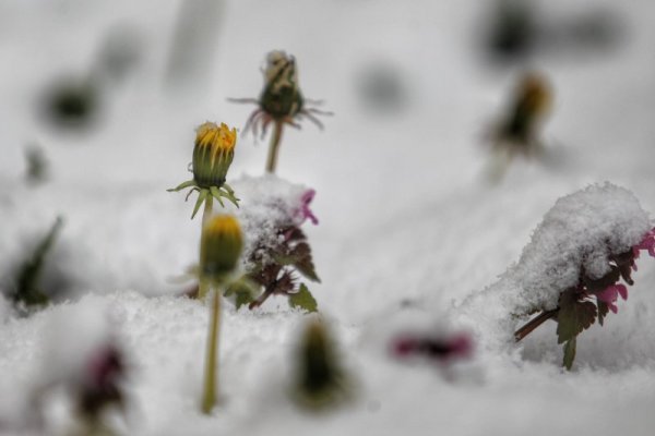Снимка: Димитър Кьосемарлиев, Dnes.bg
