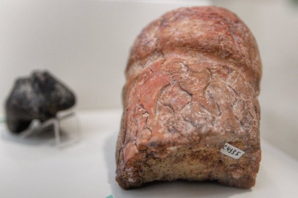 Снимка: Димитър Кьосемарлиев, Dnes.bg