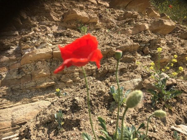 Красив мак е цъфнал сред скали в планините край София. Снимка: БГНЕС