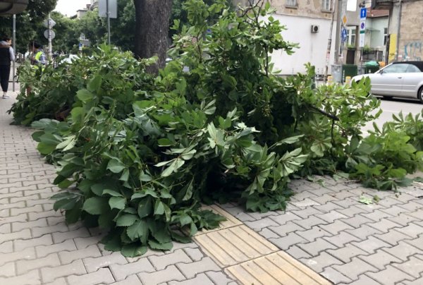 Екипи на Столична община извършват преглед и санитарна сеч на дървета в центъра на София. Снимка: БГНЕС