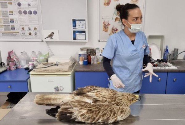 Овчарят Ачо Димитров от Карнобат се превърна в герой с благородната си постъпка. Мъжът открива в сметището на града, близо да магистрала &bdquo;Тракия&ldquo;, ранен царски орел. Той веднага сигнализира община Карнобат и птицата е транспортирана във ветеринарна клиника в Бургас. Снимка: БГНЕС