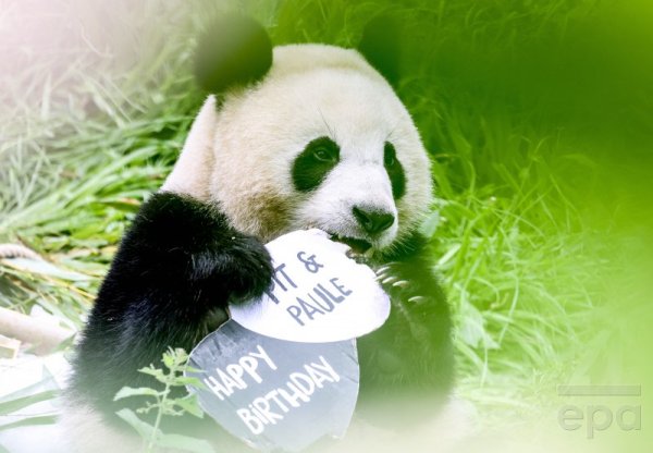 Пандата Паул похапва специален празничен кейк по повод рождения си ден в зоологическата градина в Берлин. Снимка: БГНЕС