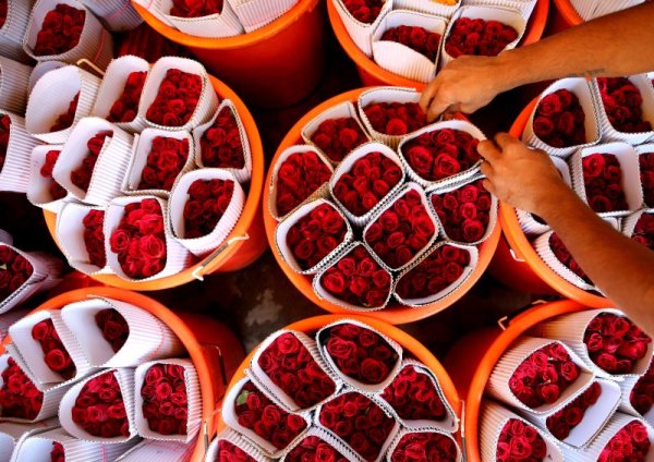 Индийски продавач на цветя подготвя красиви червени рози по повод предстоящия Свети Валентин. Въпреки пандемията и предприетите мерки, цветето си остава най-популярния начин да изразиш любовта си към любимия човек. Снимка: БГНЕС
&nbsp;