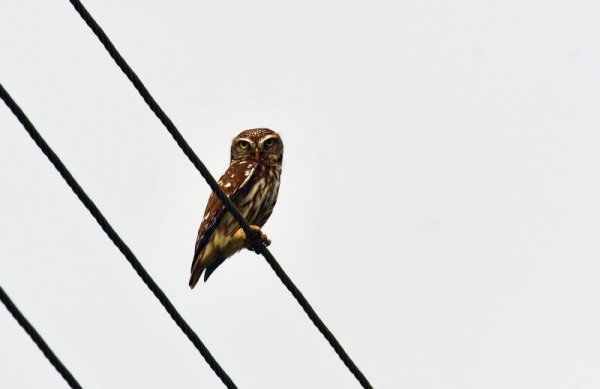 Сова стои върху жиците в гръцко село. Снимка: БГНЕС