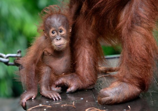 6-месечен орангутан стои до своята майка в сафари парк в Индонезия.