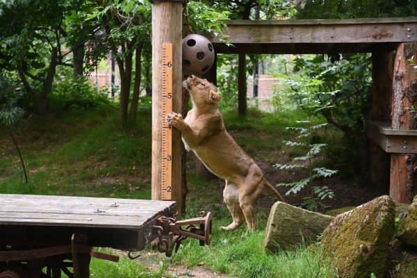Лъв си играе в своето ограждение в зоологическата градина в Лондон.