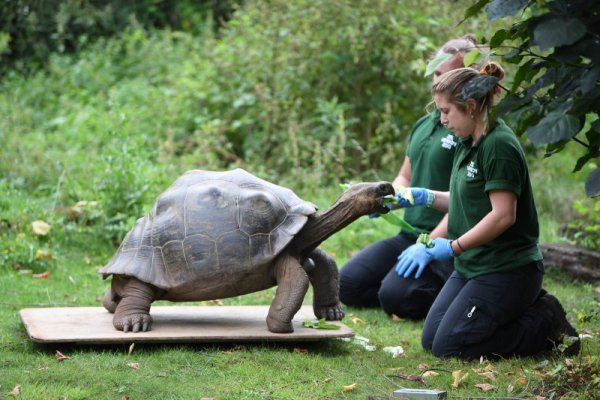 Работници в зоопарка в Лондон хранят голяма констенурка. Снимка: БГНЕС