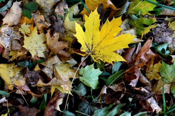 Есенна красота от полско село. Снимка: БГНЕС