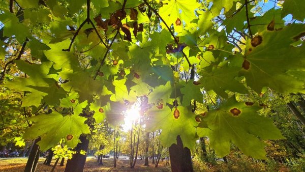 Слънчев есенен ден в софийски парк. Снимка: БГНЕС