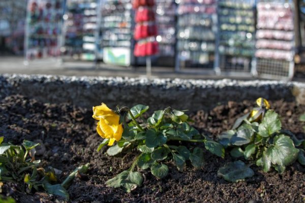 Снимка: Димитър Кьосемарлиев, Dnes.bg