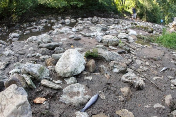 Снимка: Димитър Кьосемарлиев, Dnes.bg
