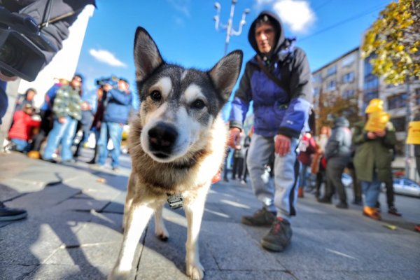 Снимка: Димитър Кьосемарлиев, Dnes.bg