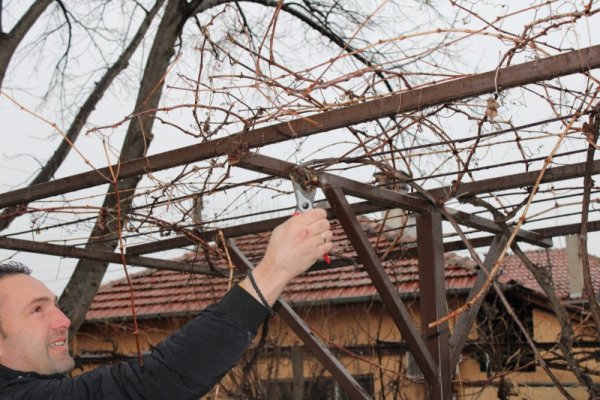 На Трифон Зарезан у нас по традиция бяха зарязани лозята. Снимка: БГНЕС
