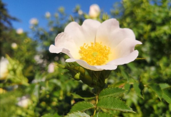 Красива пролет в София. Снимка: БГНЕС