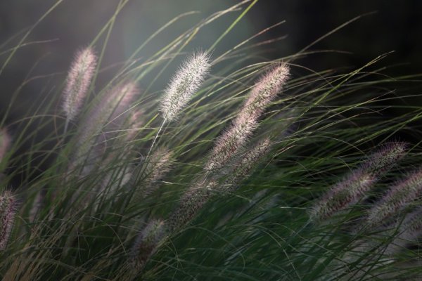 Летни картини от София. Снимка: БГНЕС