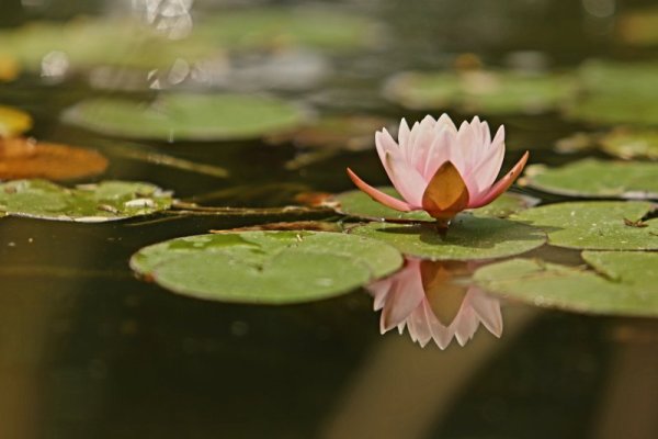 Летни красоти от столично езеро. Снимка: БГНЕС