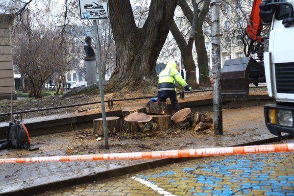 Рязане и почистване на опасни клони в столицата пред Софийска градска художествена галерия. Снимка: БГНЕС