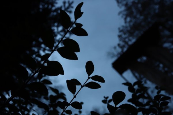 Софийска януарска утрин. Снимка: БГНЕС